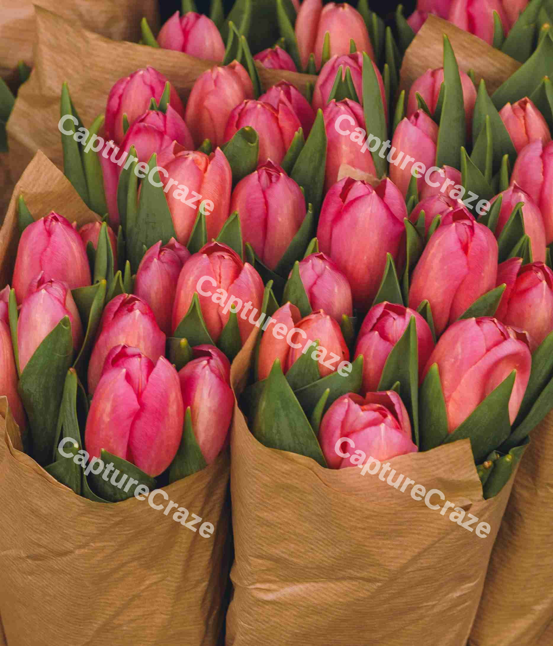 Close Up Of Pink Tulips